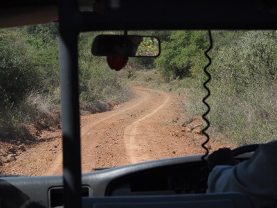 Safari roads