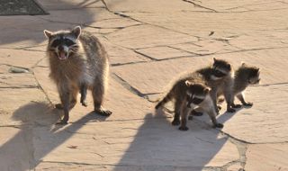 raccoon with triplets
