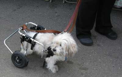 handicapped dog