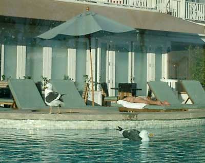 Gulls in pool