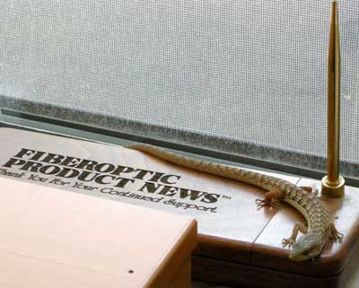 Lizard in window