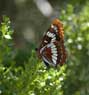 Butterfly, Fallbrook Park