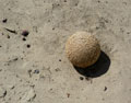 rubber ball after many years in the desert
