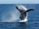 Breaching Whale - Baja